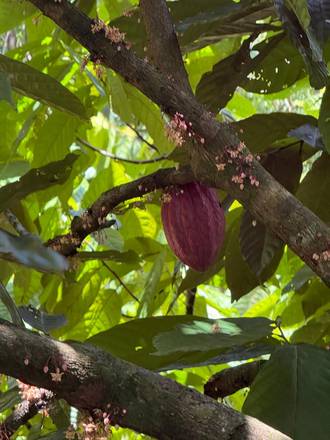 A cacao pod growing on the trunk