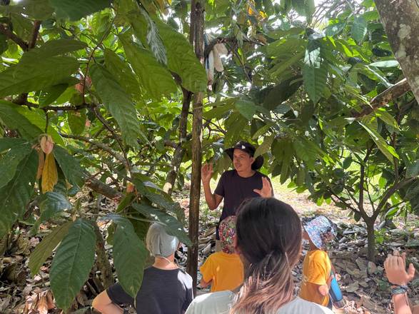Learning about cacao among the trees